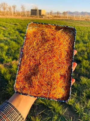 ریشه سفید پر سرخ