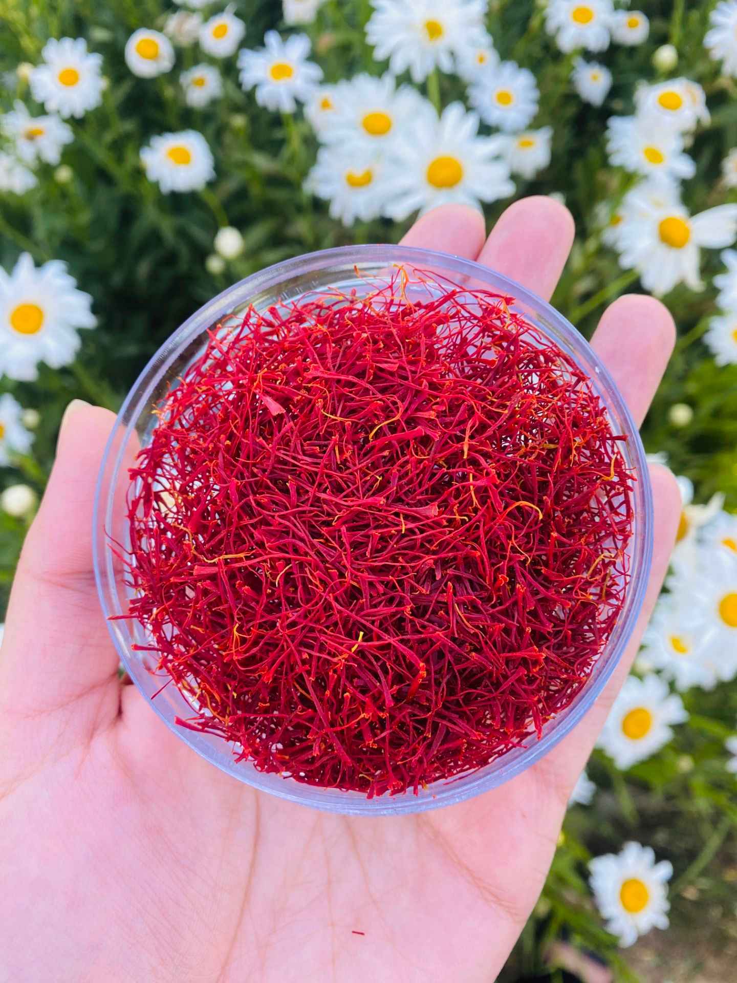 2 Fivegrams-of-saffronpowder زعفران پوشال پنج گرمی