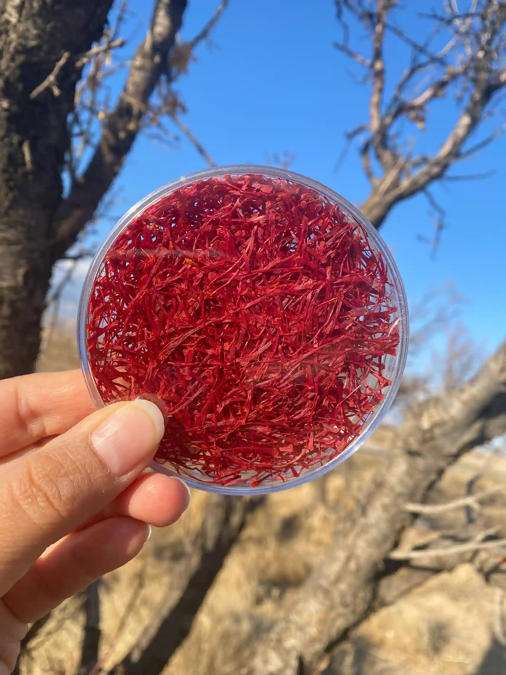 زعفران سوپرنگین صادراتی ۵ گرمی با کیفیت طبیعی زعفران سوپرنگین صادراتی ۵ گرمی با کیفیت طبیعی