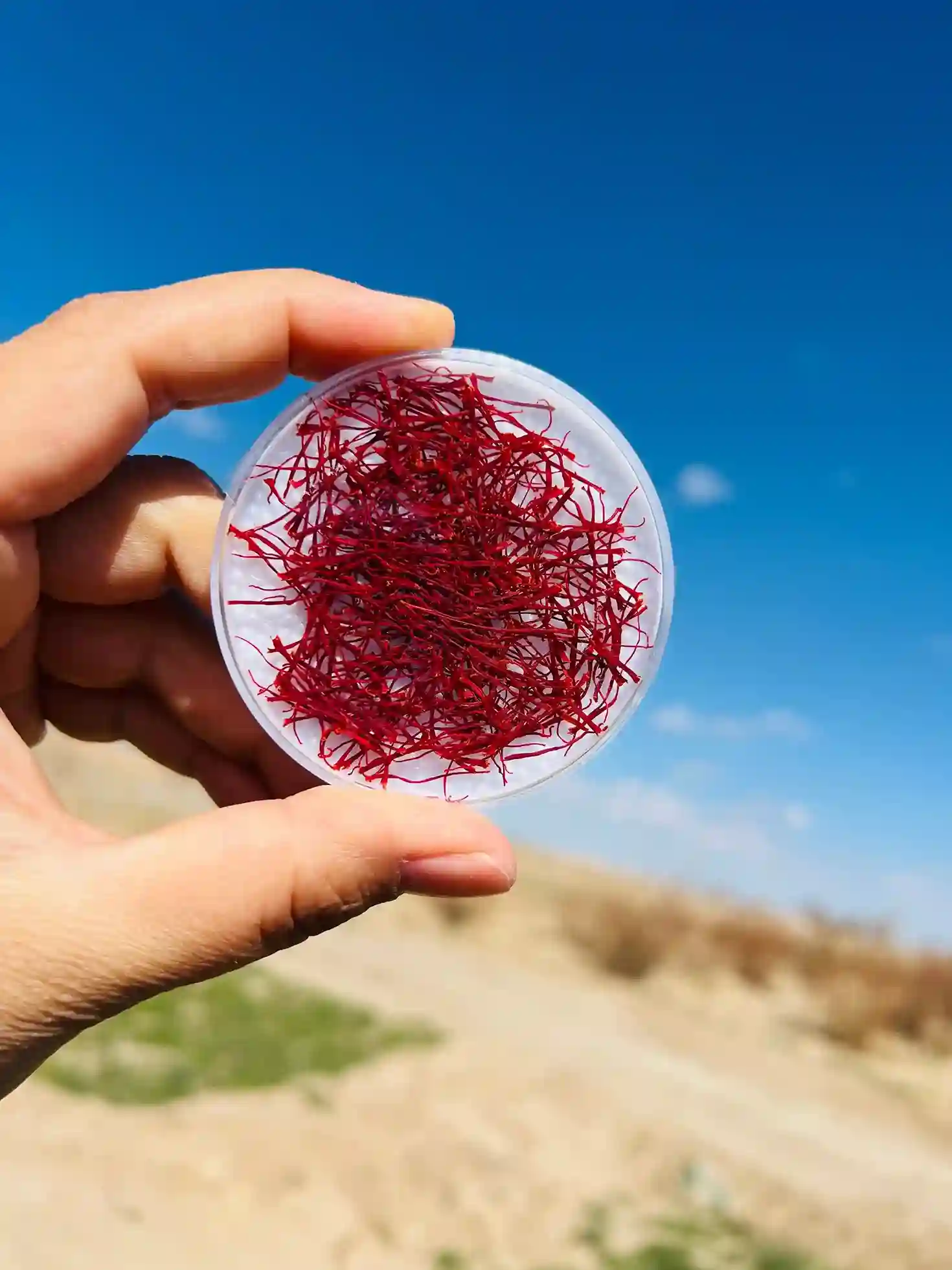 زعفران نگین سنتی خشک یک گرمی با کیفیت طبیعی زعفران نگین سنتی خشک یک گرمی با کیفیت طبیعی