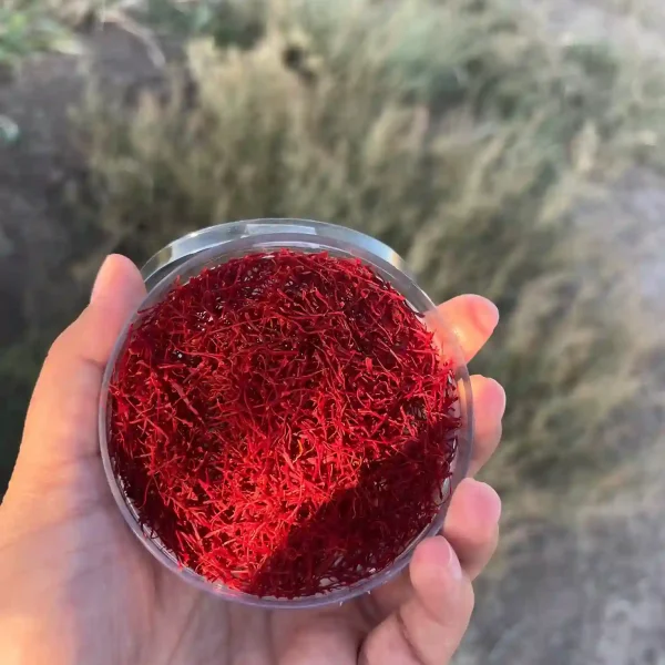 زعفران نگین سنتی خشک یک مثقالی با کیفیت طبیعی