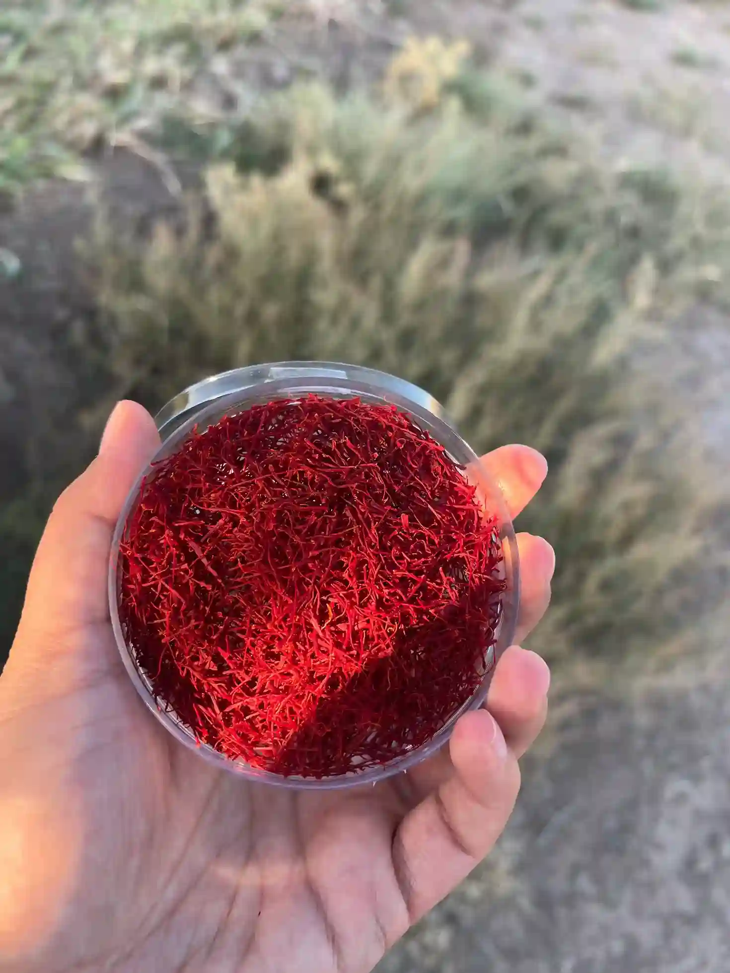 زعفران نگین سنتی خشک یک مثقالی با کیفیت طبیعی زعفران نگین سنتی خشک یک مثقالی با کیفیت طبیعی