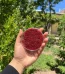 زعفران نگین سنتی خشک ۵ گرمی با کیفیت طبیعی