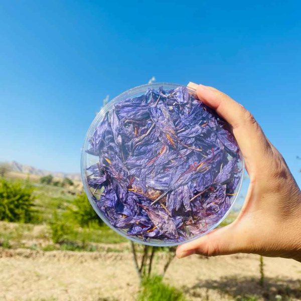 غنچه گل زعفران ۵ گرمی