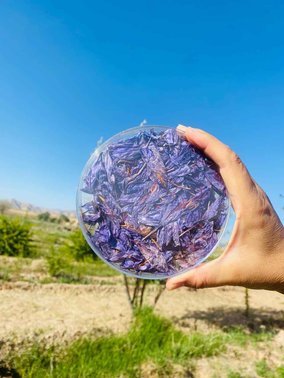 Saffronflowerbud-5grams غنچه گل زعفران ۵ گرمی